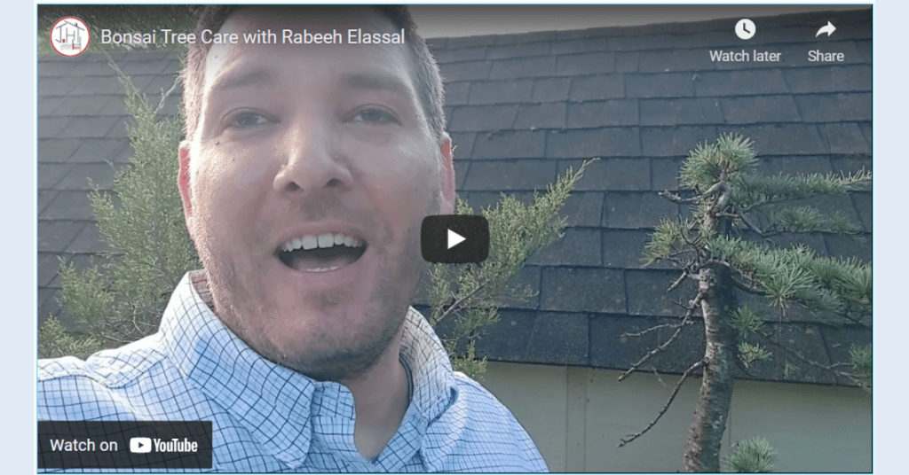 Bonsai Tree Care with Rabeeh Elassal